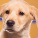 Illustration for article titled The Most Shocking Scandals of the 2013 Puppy Bowl